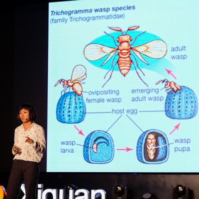 我如何用三十六计战胜害虫