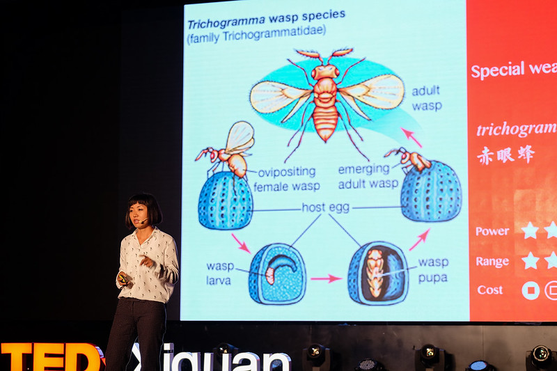 我如何用三十六计战胜害虫