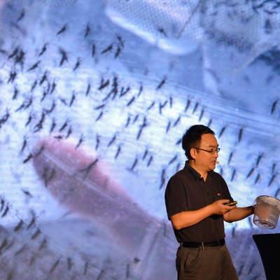 用培育蚊子的方法抗击寨卡病毒的科学家